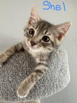 SHEL -  Domestic Short Hair Cat for Adoption in Sacramento, California - SHEL | PetCurious