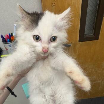 Fractious Slinky -  Domestic Long Hair Cat for Adoption in Columbiana, Alabama - Fractious Slinky | PetCurious