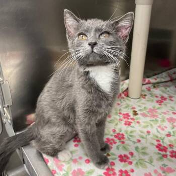 Stellalina -  Domestic Short Hair Cat for Adoption in Roanoke, Virginia - Stellalina | PetCurious