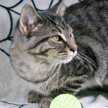 Rescue Domestic Short Hair and Tabby Cats for Adoption in Traverse City, Michigan - Chuck | PetCurious
