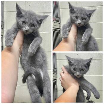 Vito -  Domestic Short Hair Cat for Adoption in Dublin, Virginia - Vito | PetCurious