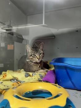 Domestic Short Hair Cats Available for Adoption in Dayton, Minnesota - Duke | PetCurious