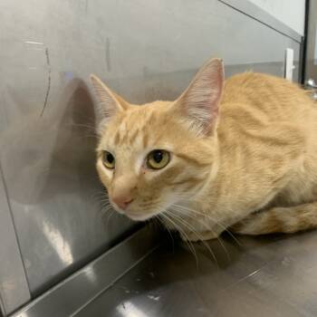 Rescue Domestic Short Hair Cats for Adoption in Washburn, Missouri - Pitch | PetCurious