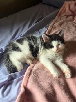 Domestic Medium Hair Cats Available for Adoption in Windsor, Connecticut - 2026-32 Butterfly | PetCurious