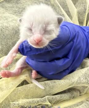 Domestic Short Hair Cats Available for Adoption in Dallas, Texas - SAGE | PetCurious