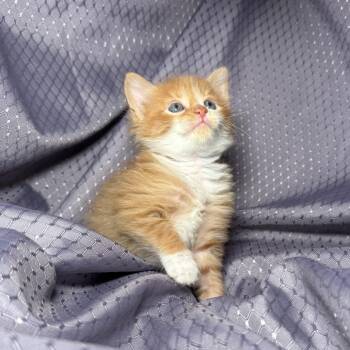 K  56105 -  Domestic Long Hair Cat for Adoption in Eaton Rapids, Michigan - K  56105 | PetCurious