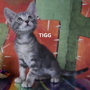 Tigg -  Domestic Short Hair Cat for Adoption in Yuma, Arizona - Tigg | PetCurious