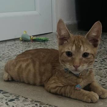 Itzae - The Snuggle Bug -  Tabby Cat for Adoption in Carolina, Carolina - Itzae - The Snuggle Bug | PetCurious