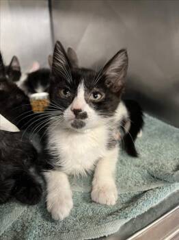 MAISY -  Domestic Short Hair Cat for Adoption in Woodland, California - MAISY | PetCurious