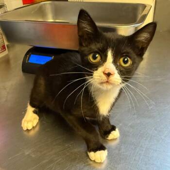 TUSC-Stray-85190 -  Domestic Short Hair Cat for Adoption in Tuscaloosa, Alabama - TUSC-Stray-85190 | PetCurious