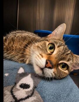 Domestic Short Hair Cats Available for Adoption in Ocala, Florida - Frita | PetCurious