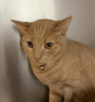 Mike -  Domestic Short Hair Cat for Adoption in Golden, Colorado - Mike | PetCurious