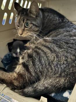 Domestic Short Hair Cats Available for Adoption in Lawrenceville, Georgia - Mom With Kittens | PetCurious