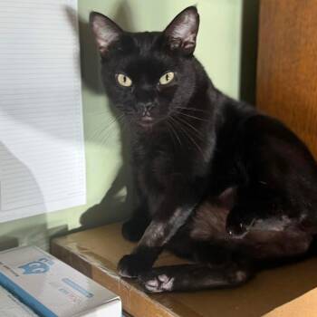 Molly -  Bombay and Domestic Short Hair Cat for Adoption in Newark, New Jersey - Molly | PetCurious