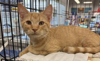 CINDY CLAWFORD -  Tabby Cat for Adoption in Lake Ozark, Missouri - CINDY CLAWFORD | PetCurious