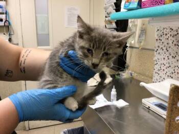 GOOB -  Domestic Short Hair Cat for Adoption in Riverside, California - GOOB | PetCurious