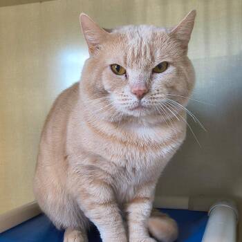 Domestic Short Hair Cats Available for Adoption in Saint Marys, Pennsylvania - Bubbas | PetCurious