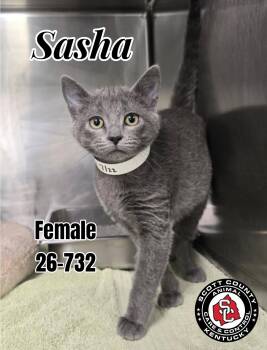 Sasha -  Domestic Short Hair Cat for Adoption in Georgetown, Kentucky - Sasha | PetCurious