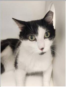 Sylvester -  Domestic Short Hair Cat for Adoption in Greenfield, Indiana - Sylvester | PetCurious