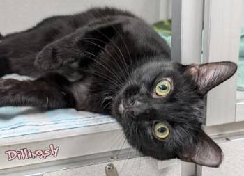 Domestic Short Hair Cats Available for Adoption in Mason, Michigan - Dillingsly | PetCurious