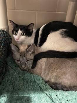 Elsie -  Domestic Short Hair Cat for Adoption in Bellevue, Washington - Elsie | PetCurious