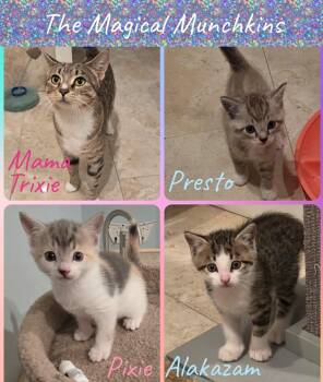 Mama Trixie & kittens. -  Domestic Short Hair Cat for Adoption in Manchester, Connecticut - Mama Trixie & Kittens. | PetCurious