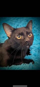 Rescue Domestic Short Hair Cats for Adoption in Jacksonville, Texas - Red | PetCurious