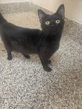 Mabel -  Domestic Short Hair Cat for Adoption in Westland, Michigan - Mabel | PetCurious