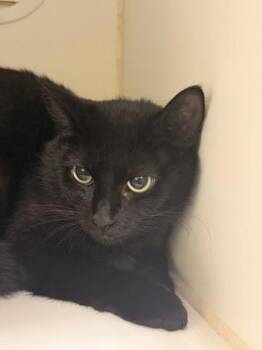 Diamond -  Domestic Short Hair Cat for Adoption in Lowell, Massachusetts - Diamond | PetCurious