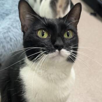 Emma -  Domestic Short Hair Cat for Adoption in Branford, Connecticut - Emma | PetCurious
