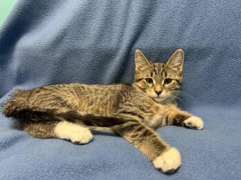 Rescue Domestic Short Hair Cats for Adoption in Alexandria, Minnesota - Linden | PetCurious