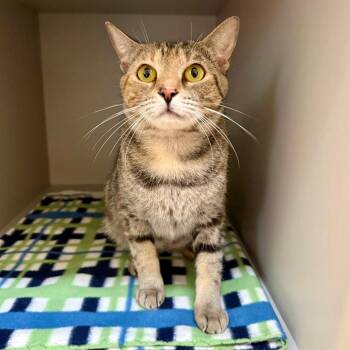 Domestic Short Hair Cats Available for Adoption in Sarasota, Florida - Judy Hopps | PetCurious