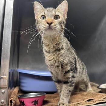 Domestic Short Hair Cats Available for Adoption in Edwardsville, Illinois - Cinnalicious | PetCurious