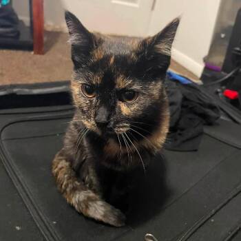 Luna Crock -  Domestic Short Hair Cat for Adoption in Eagle Mountain, Utah - Luna Crock | PetCurious