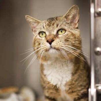 Watson -  Domestic Short Hair Cat for Adoption in Atlanta, Georgia - Watson | PetCurious