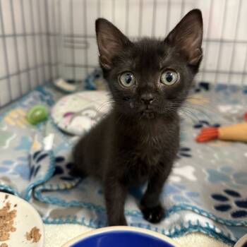 Rescue Domestic Short Hair Cats for Adoption in Austin, Texas - Iccy 29 | PetCurious