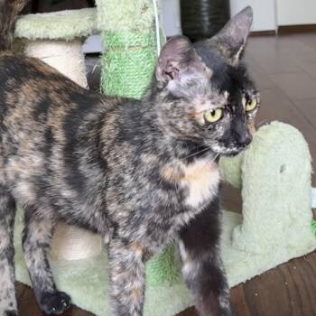 Butterfly Houston -  Domestic Short Hair Cat Available for Adoption in Denver, Colorado - Butterfly Houston | PetCurious