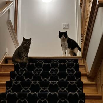 Murray (Ferdinand) -  Domestic Long Hair Cat Available for Adoption in Skokie, Illinois - Murray (Ferdinand) | PetCurious