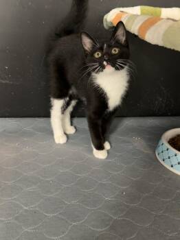Pear -  Domestic Short Hair Cat for Adoption in Wayland, Michigan - Pear | PetCurious