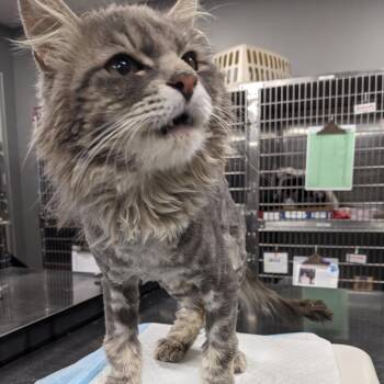 Garnet -  Domestic Medium Hair Cat for Adoption in Salt Lake City, Utah - Garnet | PetCurious