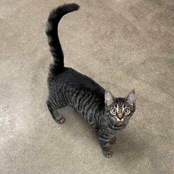Domestic Short Hair Cats Available for Adoption - Tiny | PetCurious