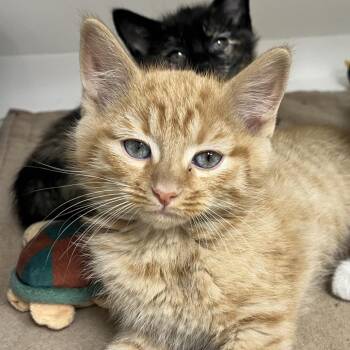 Domestic Short Hair Cats Available for Adoption in Champaign, Illinois - Tomato Frog | PetCurious