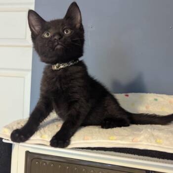 Rescue Domestic Short Hair Cats for Adoption in Portage, Michigan - Banks | PetCurious