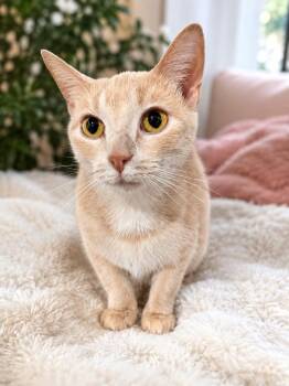 Jenga -  Domestic Short Hair Cat for Adoption in Greensburg, Pennsylvania - Jenga | PetCurious