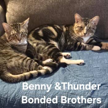 Benny & Thunder (Bonded Brothers) -  Domestic Short Hair Cat for Adoption in Villa Park, California - Benny & Thunder (Bonded Brothers) | PetCurious