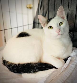 Domestic Short Hair Cats Available for Adoption in Duxbury, Massachusetts - Maribelle W/ Hannub | PetCurious