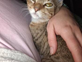 Alex -  Domestic Short Hair Cat for Adoption in Dayton, Ohio - Alex | PetCurious