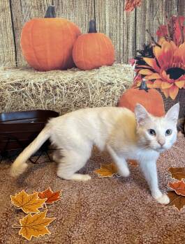 Rescue Siamese and Domestic Medium Hair Cats for Adoption in San Tan Valley, Arizona - Blanch | PetCurious