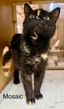 Mosaic Sweet 1 yr old med hair -  Domestic Medium Hair Cat for Adoption in Jackson, Georgia - Mosaic Sweet 1 Yr Old Med Hair | PetCurious