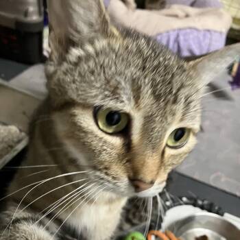 Mitzi -  Domestic Short Hair Cat for Adoption in Overland Park, Kansas - Mitzi | PetCurious